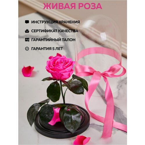 Вечная живая роза в колбе стабилизированная