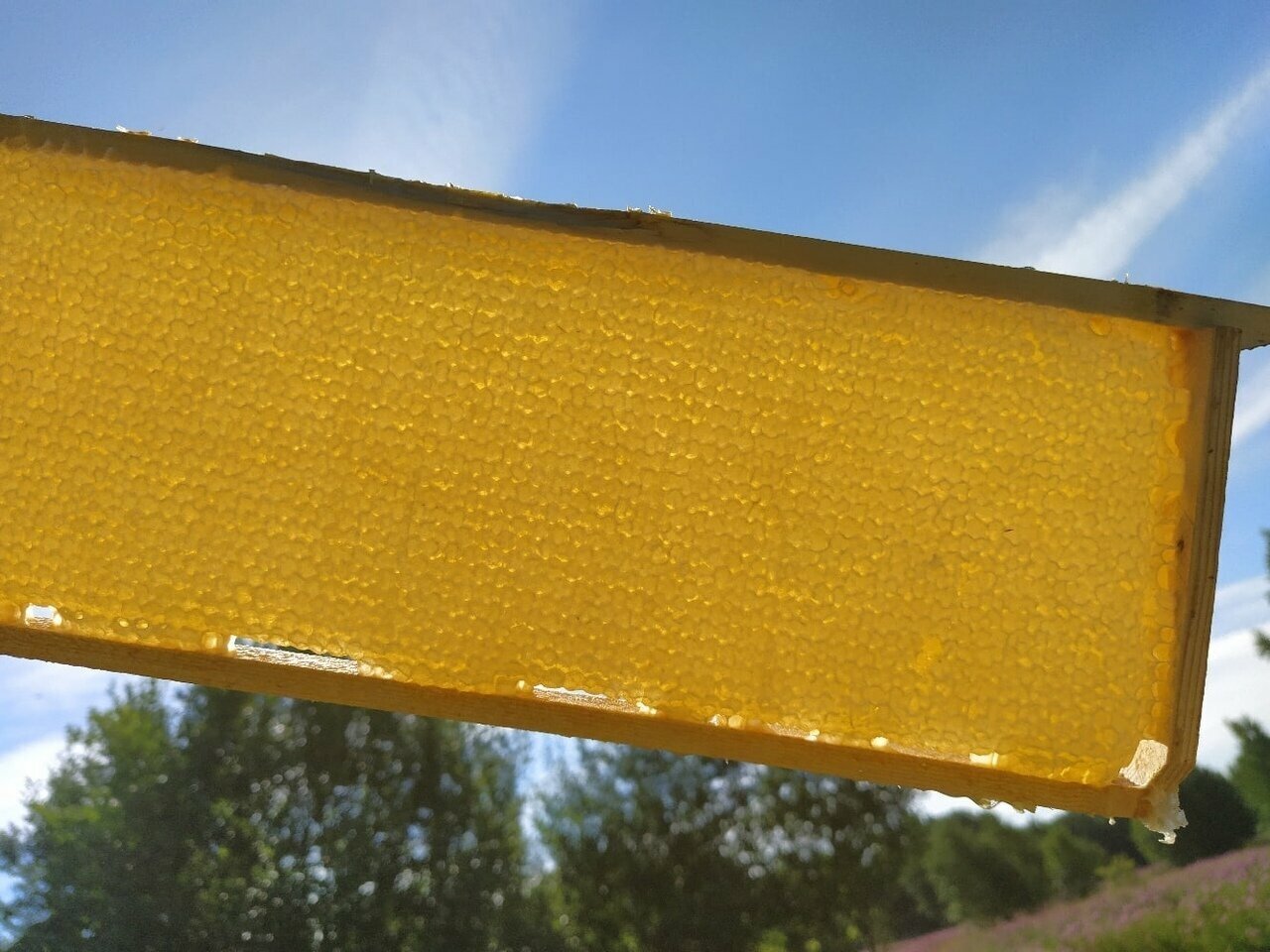 Мёд в сотах, 130 г. Северное лесное разнотравье. Урожай 2022 года. Сотовый мед Пасека Иноземцевых - фотография № 4