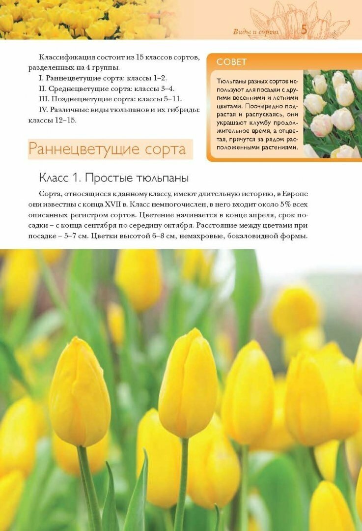 Тюльпаны. Лучшие сорта для вашего сада - фото №8