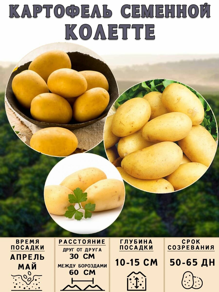 Клубни картофеля на посадку "Колетте" (суперэлита) 3 кг Ранний - фотография № 3