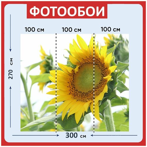 Фотообои Подсолнечник желтый цветок 300x270 см флизелиновыена стену 3950₽