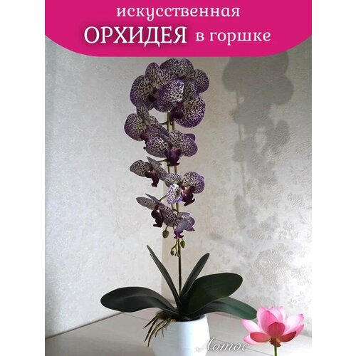 Орхидея в горшке 10 1200₽