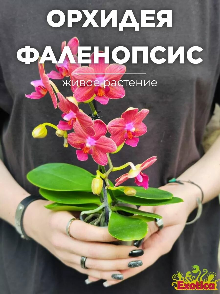 Орхидея Фаленопсис Мини Красная (лат. Phalaenopsis Multiflora Red) D6см