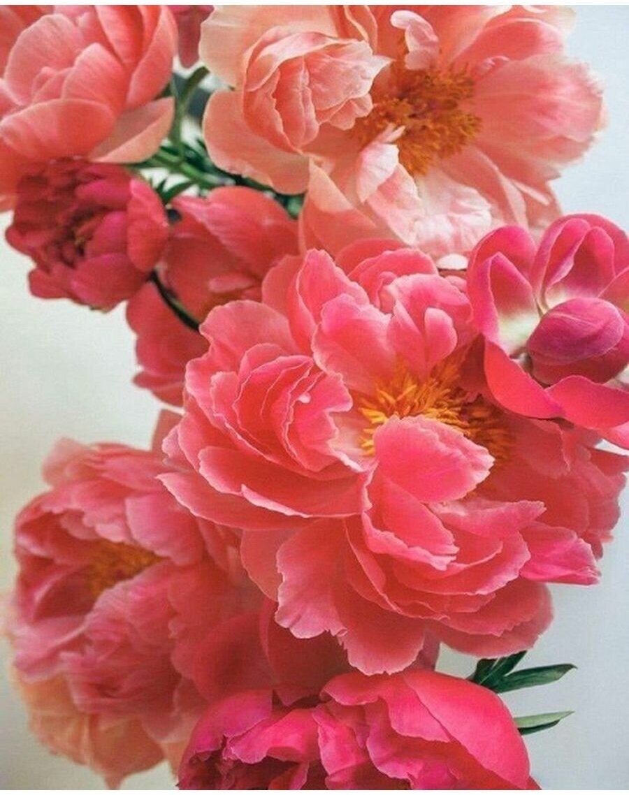 Веточка розовых пионов Цветы Букет 40х50