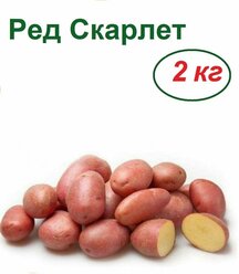 Ред Скарлет, семенной картофель, 2 кг, ранний сорт голландской селекции, высокая и стабильная урожайность, продолжительный период хранения, прекрасный вкус при жарке и в супах