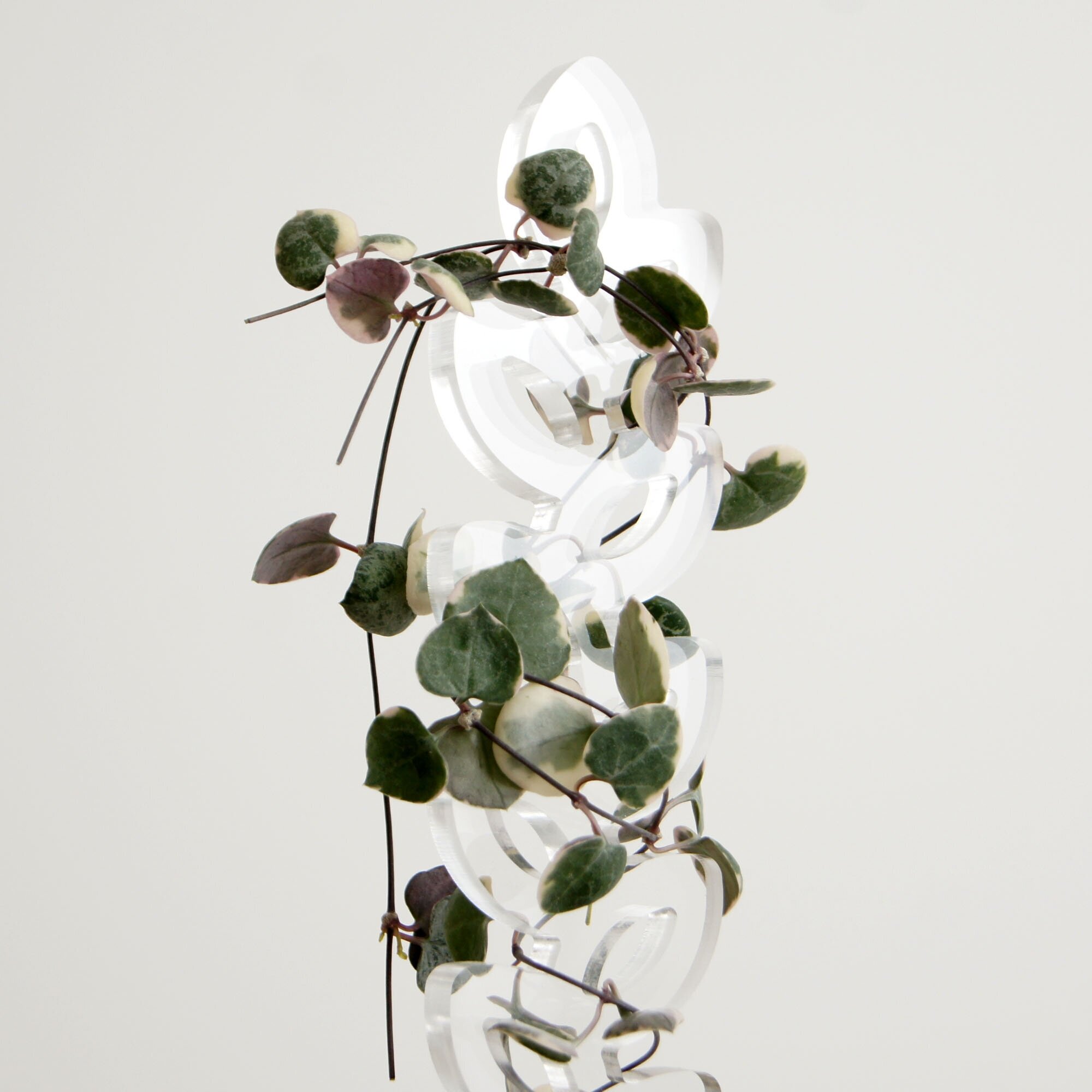 Опора для растений KOLOS, прозрачная, 30 см - фотография № 15