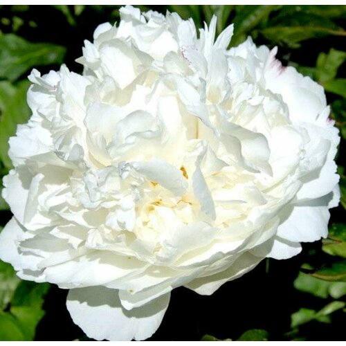 Пион молочноцветковый White, Саженцы, С1,5 (1.5 литра), ЗКС - Цветы многолетние пион травянистый оффициналис розеа плена саженцы с3 3 литра зкс цветы многолетние