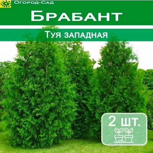 Туя брабант 2 штуки туя брабант 23x90 см