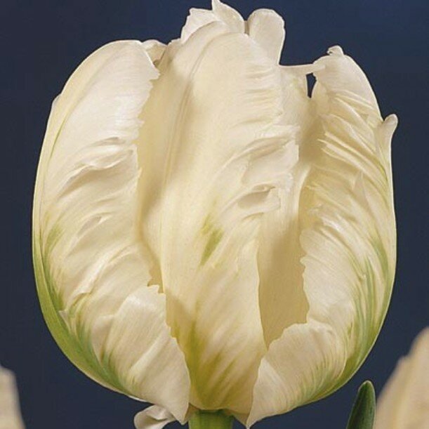 Тюльпан Уайт Ребел (1 луковица). Holland Bulbs (Голландия)
