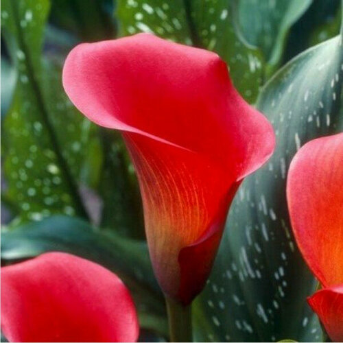 Луковица Калла Ред Алерт
