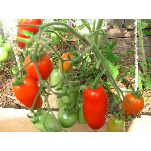 Коллекционные семена томата Медок