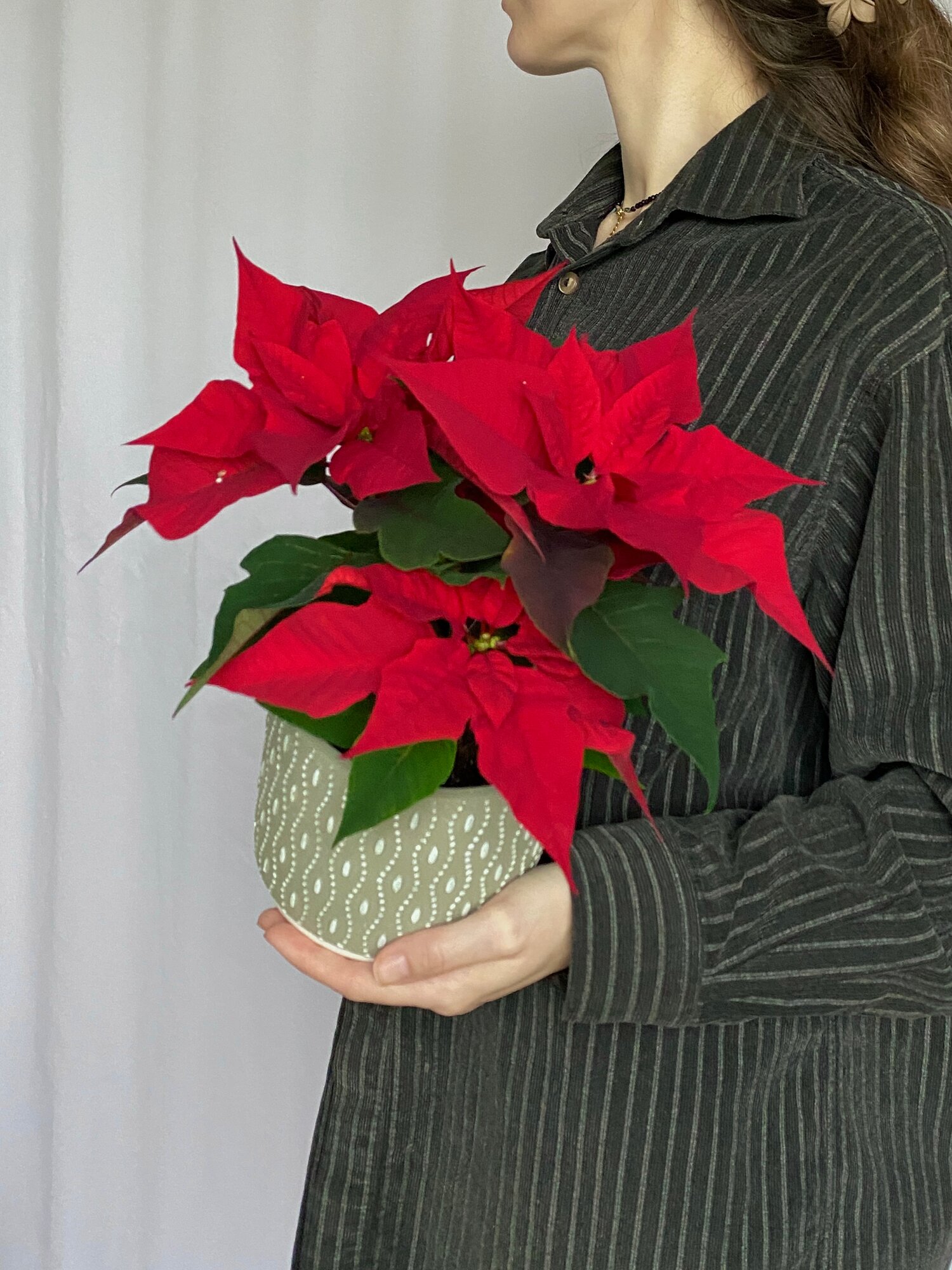 Пуансеттия 