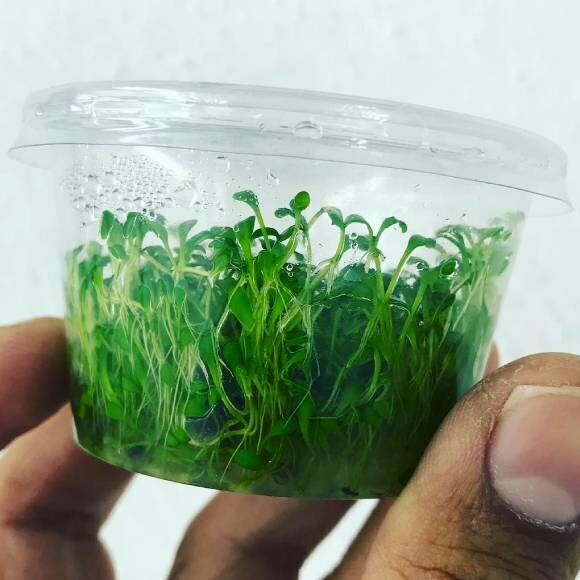 Глоссостигма повойничковая (Глоссостигма элатовидная)- Glossostigma elatinoides. фрагмент газона 5-6 см - фотография № 3