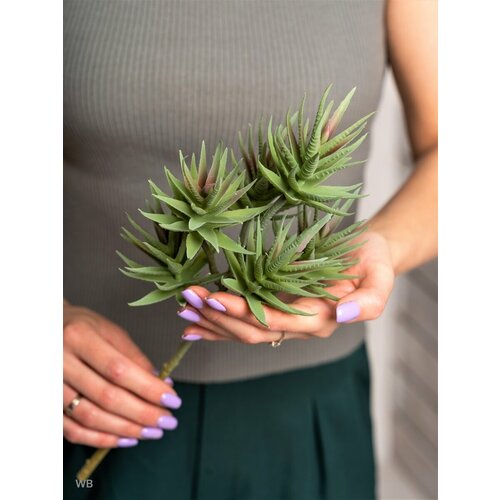 Эвкалипт Суккулент Лаванда