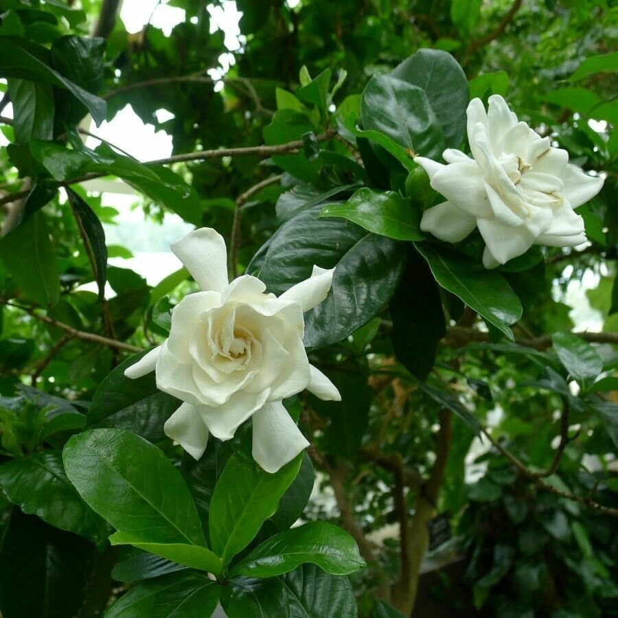 Семена Гардения жасминовидная (Gardenia jasminoides), 8 штук