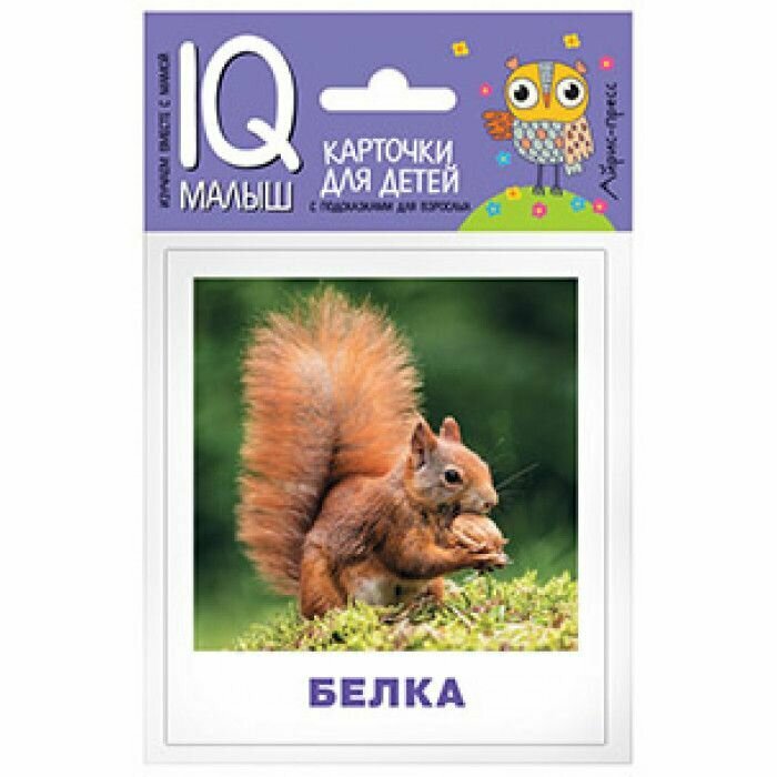 Книжка развивающая Айрис-пресс Кто живет в лесу?, IQ-малыш 0+ - фото №12