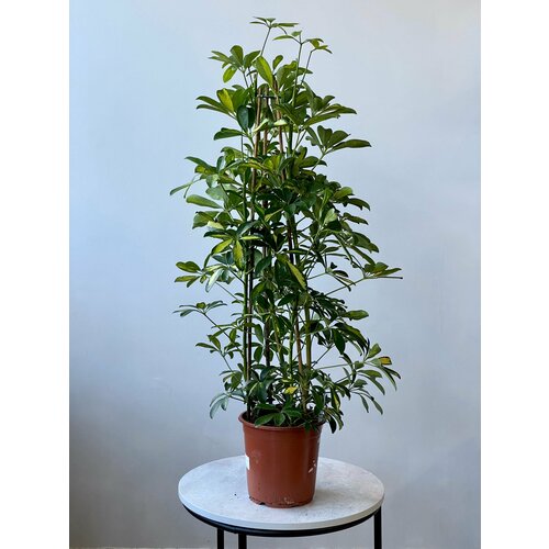 Шеффлера 3рр d21