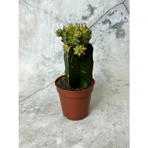 Кактус Гимнокалициум , д5