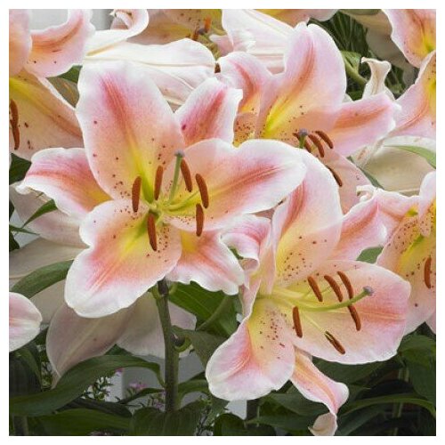 Лилия Восточная Сэлмон Парти (Lilium hybrid) Луковицы/Разбор 14/16/Открытая (ОКС)