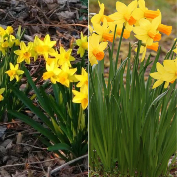 Луковицы Нарцисса TET A TET 3 шт \ Луковицы Нарцисса JETFIRE 3 шт ( 6 шт )