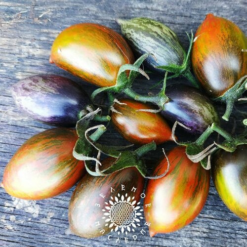 Семена Томат Атомный виноград Брэда (лат. Solanum lycopersicum) 10 шт