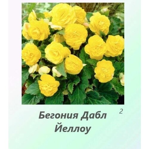 Бегония Дабл Йеллоу 2шт.