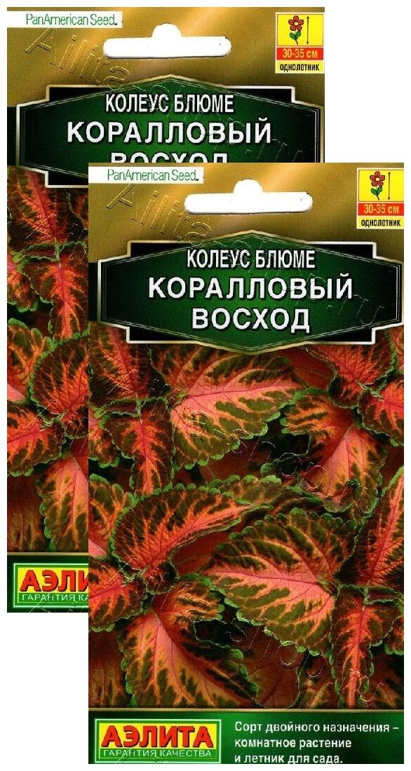 Колеус блюме Коралловый восход (10 семян) 2 пакета