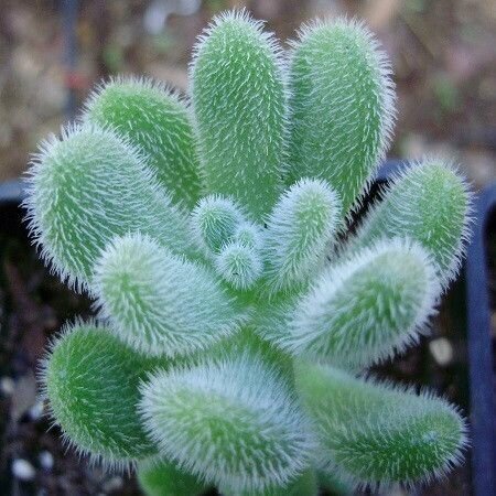 Седум Моцинианум, Sedum Mocinianum, семена