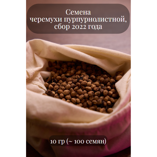 семена декоративной бирючины туполистной 10 грамм примерно 300 шт Семена декоративной Черемухи пурпуролистной, морозостойкой, 10 грамм (примерно 100 шт)