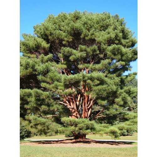 Семена Сосна густоцветная (красная японская) / Pinus densiflora, 15 штук