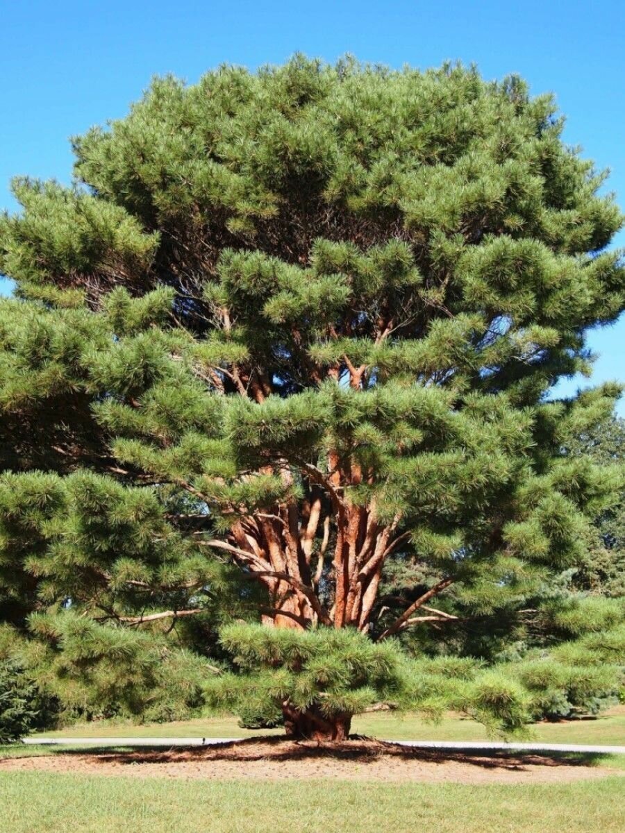 Семена Сосна густоцветная (красная японская) / Pinus densiflora 15 штук
