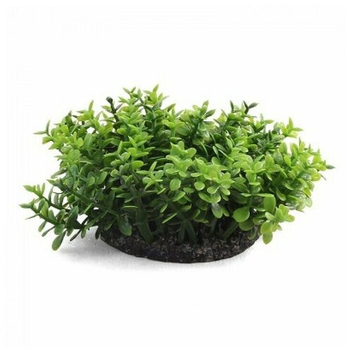 Растение аквариумное Микрантемум 3 ветки 50мм 2 шт 1144₽