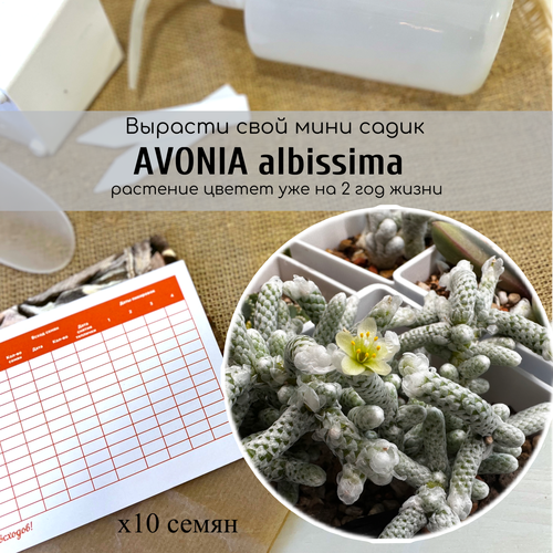 Семена Avonia albissima Авония белейшая / Редкие виды суккулентов. Род Анакампсерос Anacampseros albissima