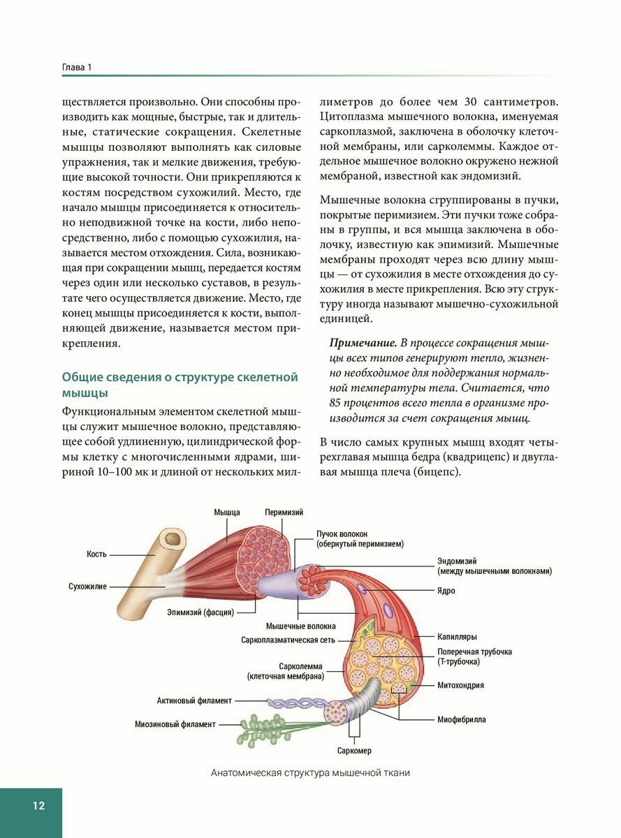 Анатомия спортивных травм (Уолкер Брэд, Белошеев О.Г. (переводчик)) - фото №15