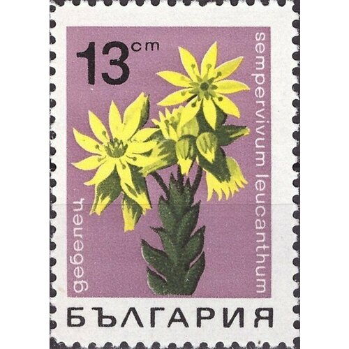 (1968-018) Марка Болгария Молодило белоцветное Горные цветы II Θ 1968 014 марка болгария горечавка бесстебельная горные цветы ii o