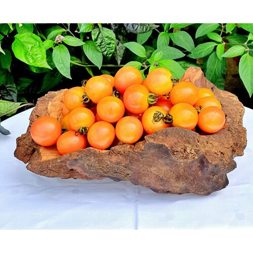 Семена Томат лимонные дольки (Gnocchi di Limone) / Seeds And Goods / в пакетике zip-lock без полиграфии 10 семян