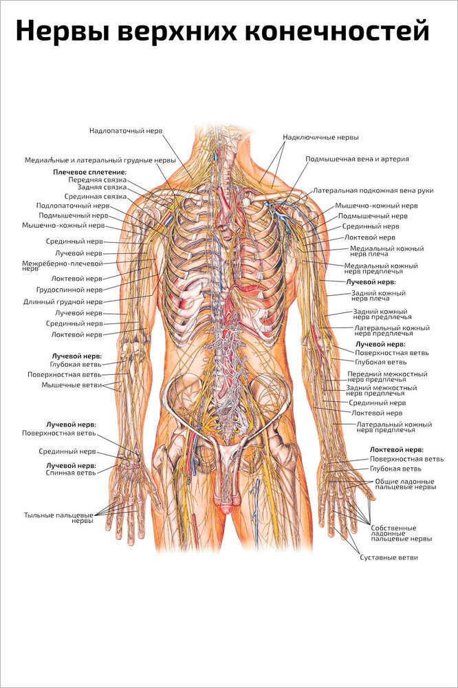 Плакат Квинг Нервы верхних конечностей ламинированный 457×610 мм ≈ (А2)