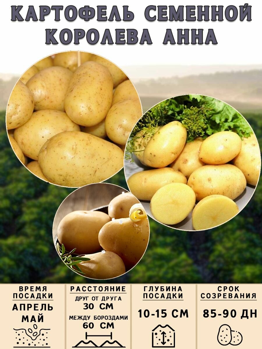 Изображение Клубни картофеля на посадку, Королева Анна, (суперэлита) 3 кг Ранний