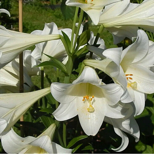 Луковица Лилия лонгифлорум Вайт Хевен белый