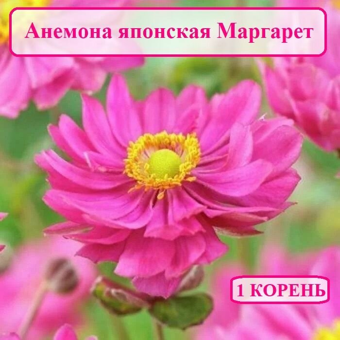 Анемона японская Маргарет (1 Корень)