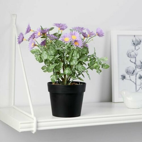 Цветы в горшке Ромашка махровая 9х22см