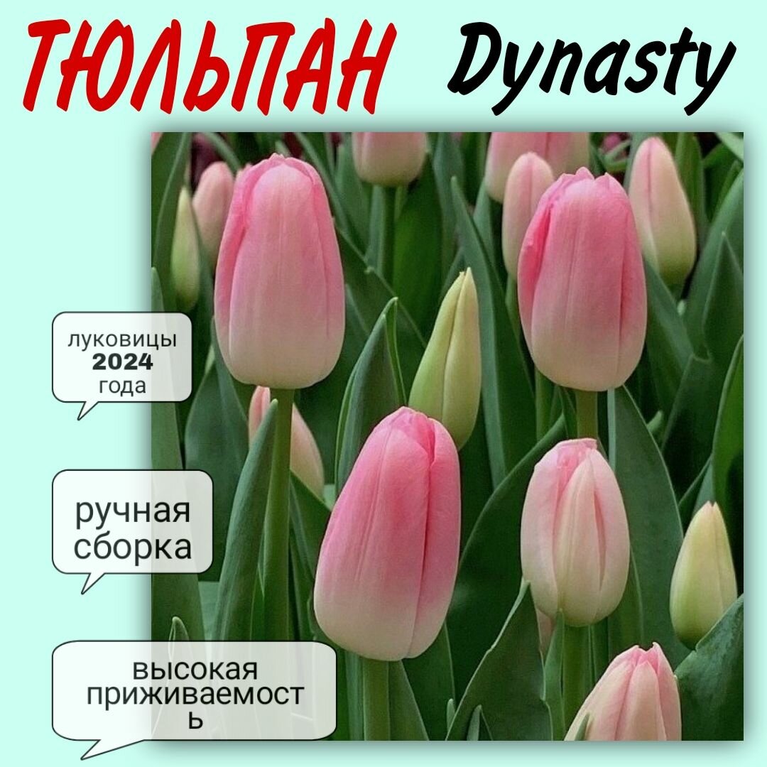 Луковицы тюльпана сорт "Dynasty" 3 шт