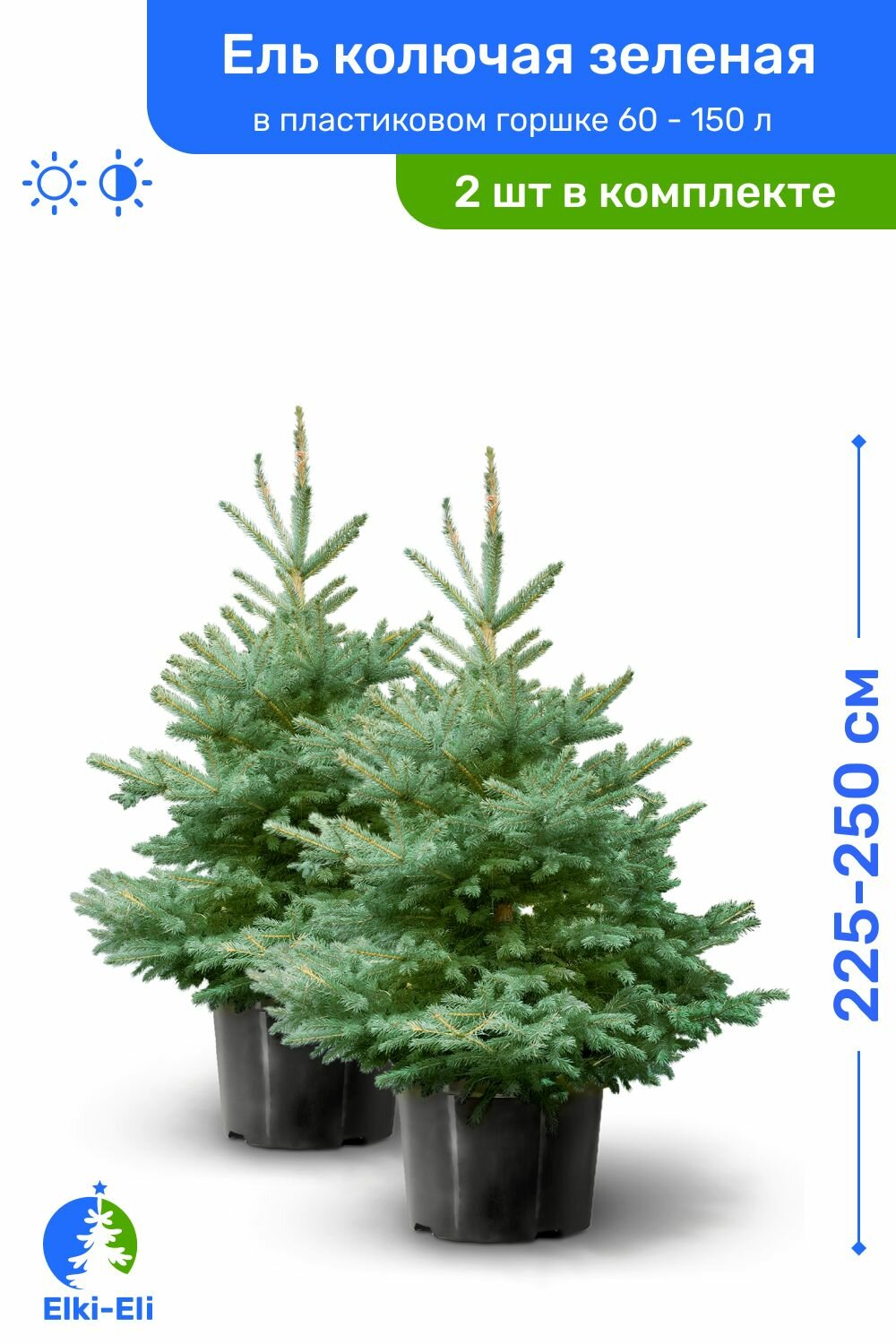 Ель колючая зелёная 225-250 см в пластиковом горшке 60-150 л, саженец, хвойное живое растение, комплект из 2 шт
