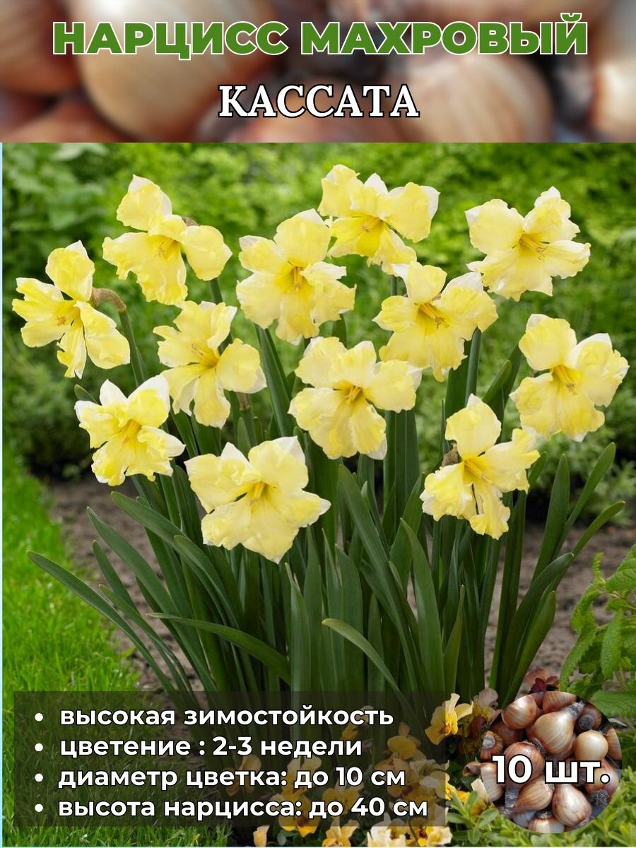Нарцисс махровый луковицы 10 штук