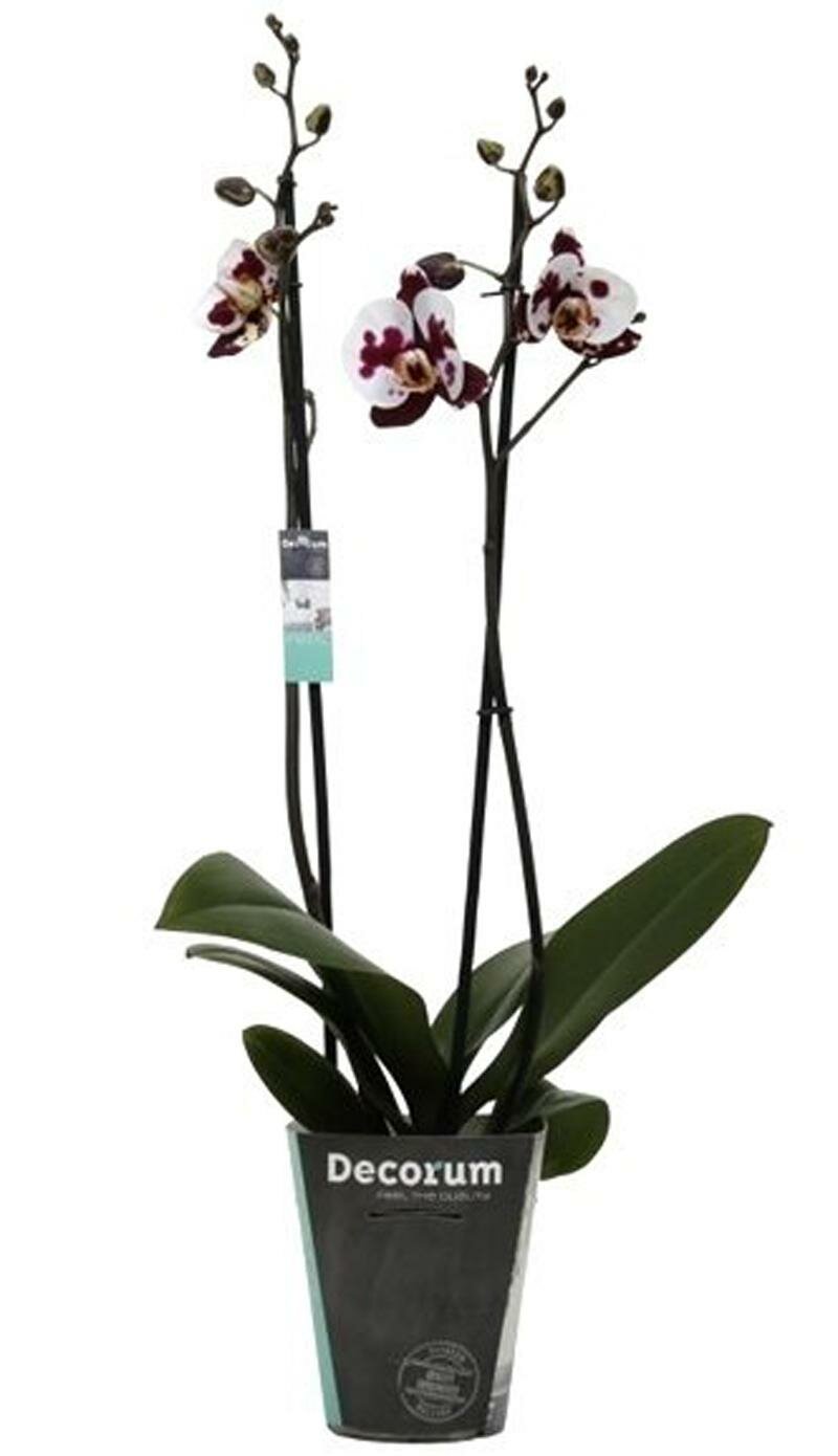 Фаленопсис Pinnacle Stripe - 2 цветоноса Phalaenopsis D12 H50