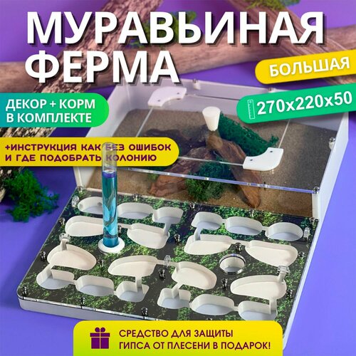Большая муравьиная ферма AntBerry. Полный комплект. Формикарий для муравьев