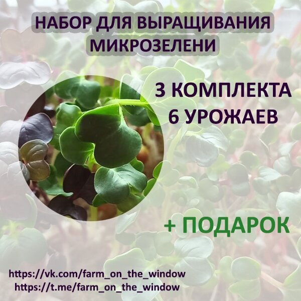 Набор для выращивания микрозелени. 3 лотка, 6 урожаев - фотография № 1