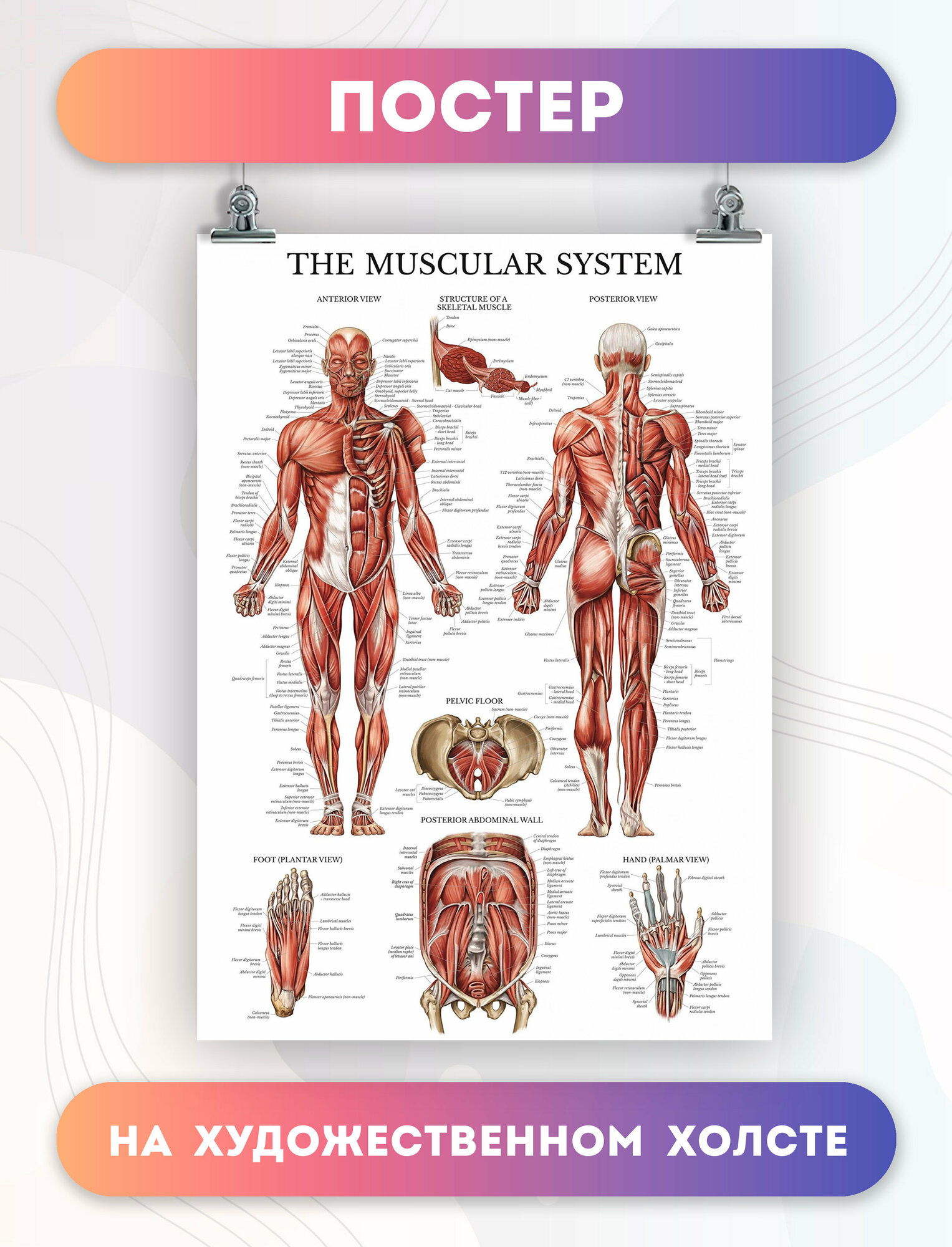 Обучающий постер Анатомия человека, мышцы (1) 30х40 см