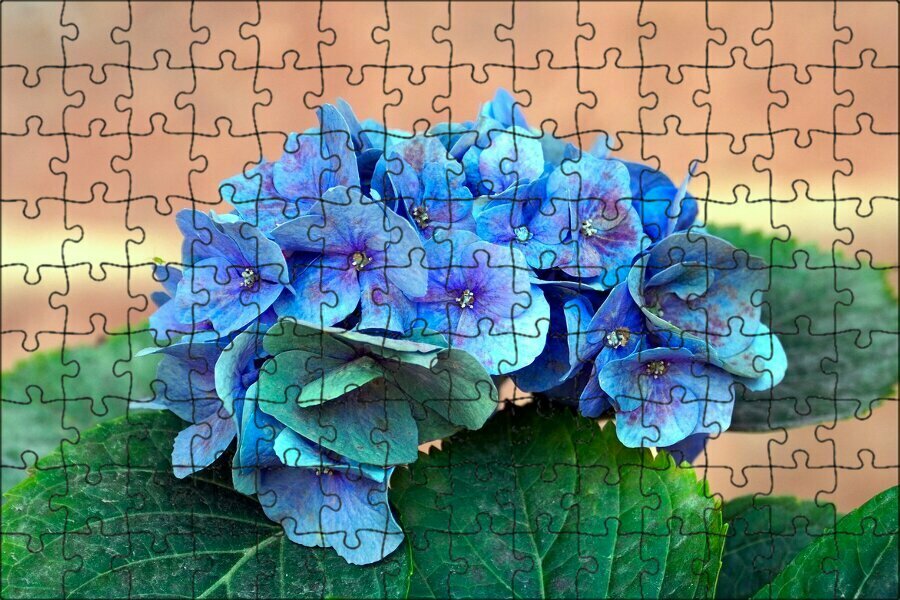 Магнитный пазл "Гортензия, голубая гортензия, цветы" на холодильник 27 x 18 см.