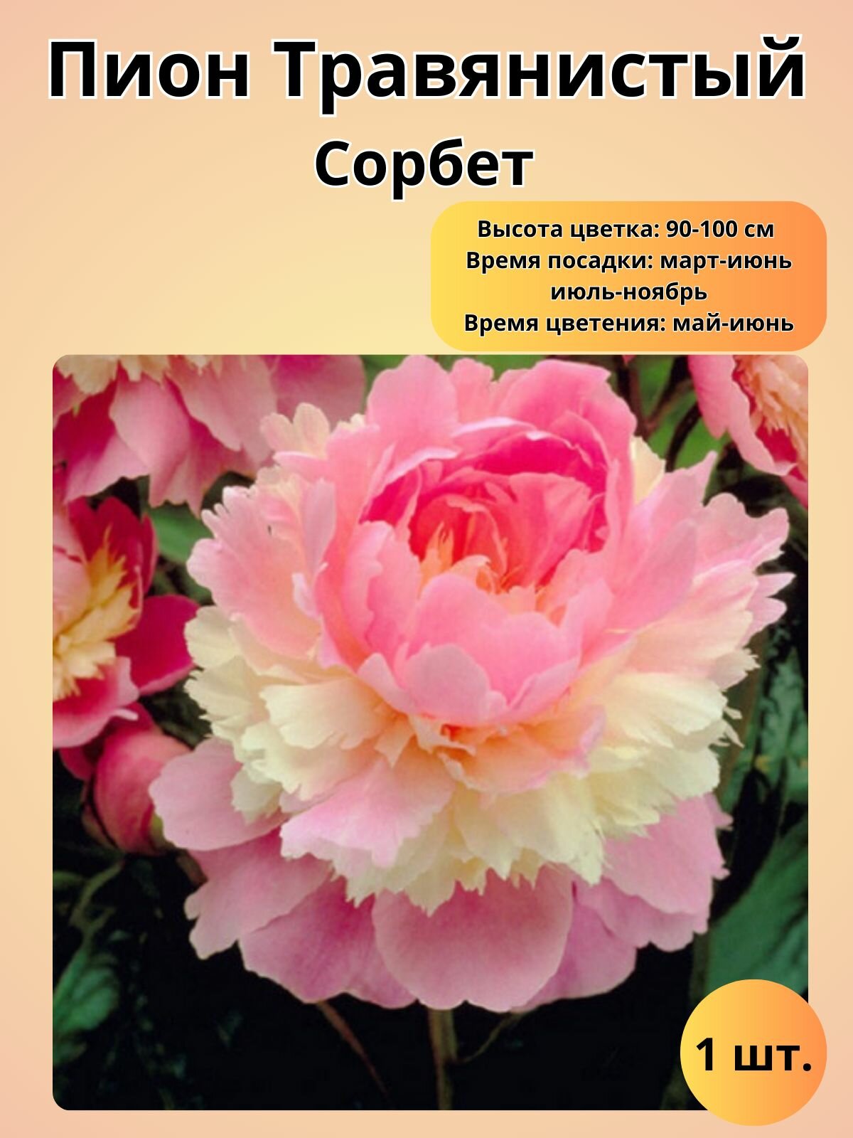 Пион травянистый, саженец 1 шт